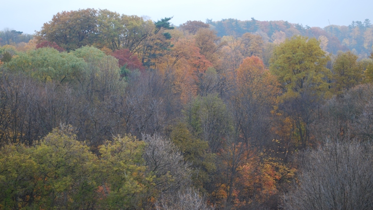 2009/FALL11.JPG