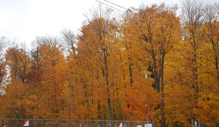 2009/FALL14.JPG