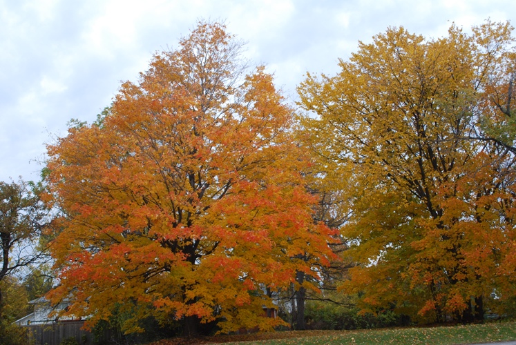 2009/FALL11.JPG