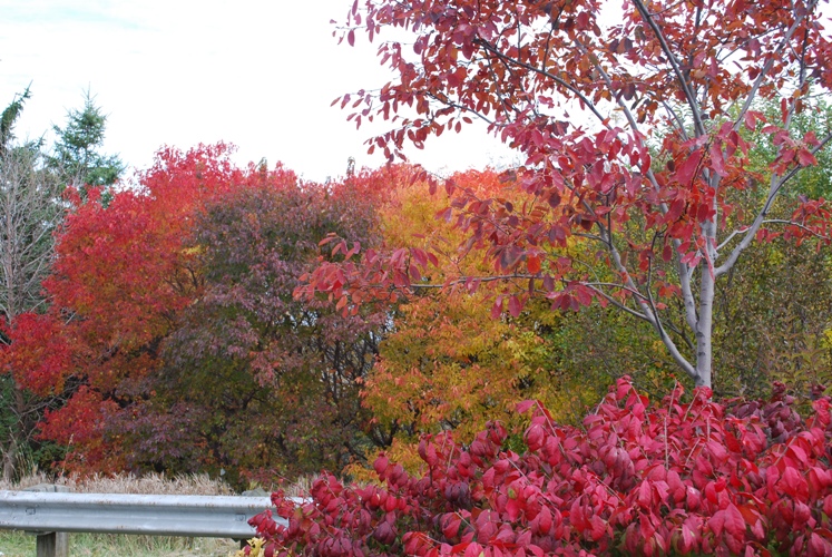 2009/FALL11.JPG