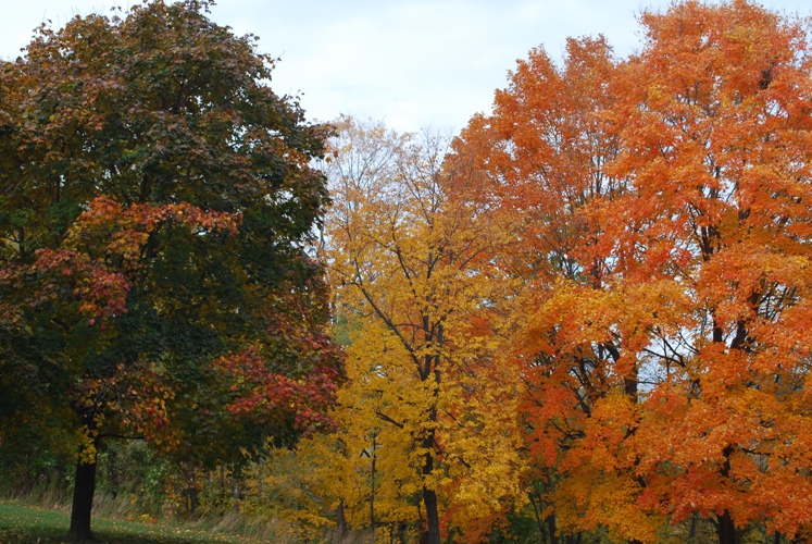 2009/FALL11.JPG