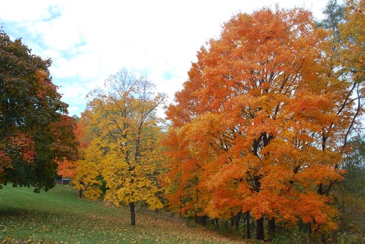 2009/FALL11.JPG