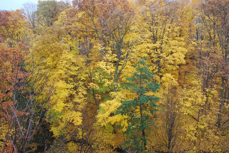 2009/FALL11.JPG