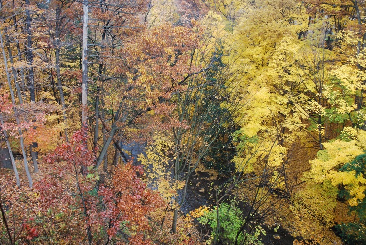 2009/FALL11.JPG